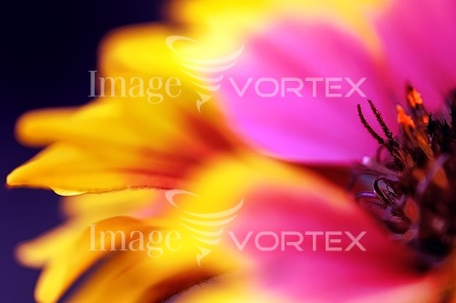Flower royalty free stock image #346351097