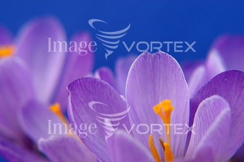 Flower royalty free stock image #348358689
