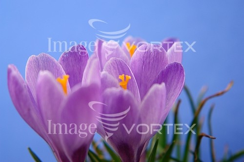 Flower royalty free stock image #348374440