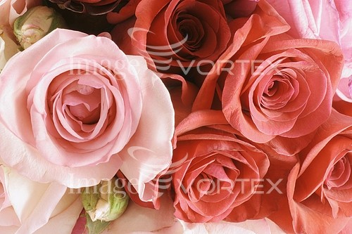 Flower royalty free stock image #349469382