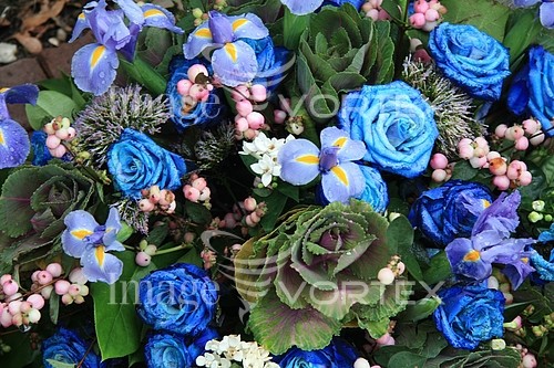 Flower royalty free stock image #352637203