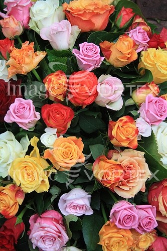 Flower royalty free stock image #352694223