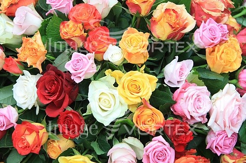 Flower royalty free stock image #352721924