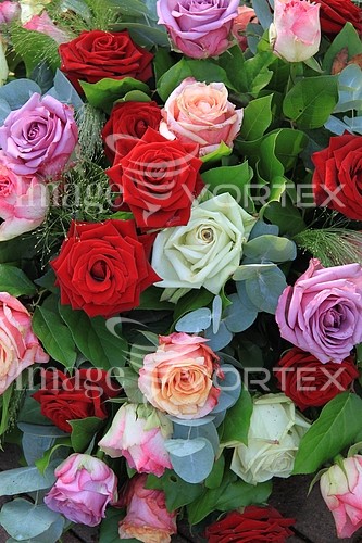 Flower royalty free stock image #352772807