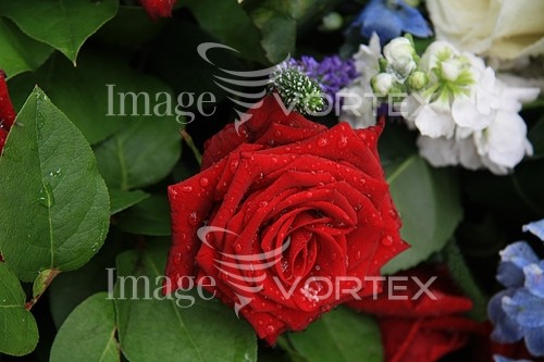 Flower royalty free stock image #352587692