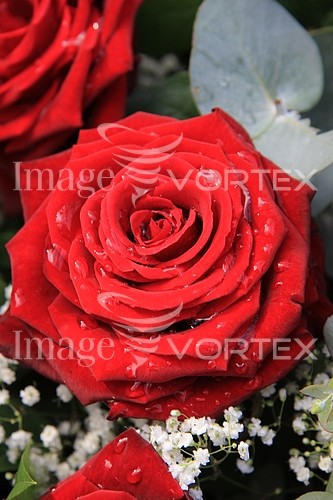 Flower royalty free stock image #353444625