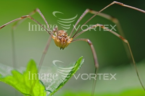 Insect / spider royalty free stock image #353956156