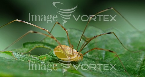 Insect / spider royalty free stock image #353963132