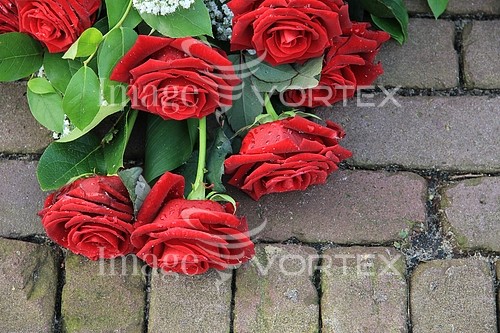 Flower royalty free stock image #354783139