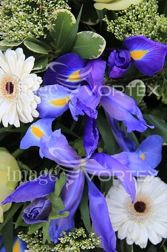 Flower royalty free stock image #355773861