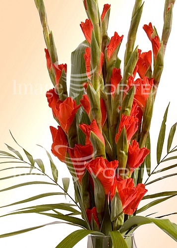 Flower royalty free stock image #356277442