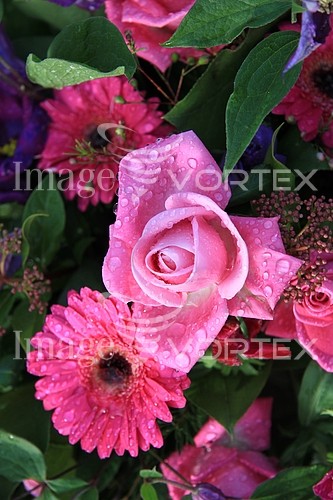 Flower royalty free stock image #356026076