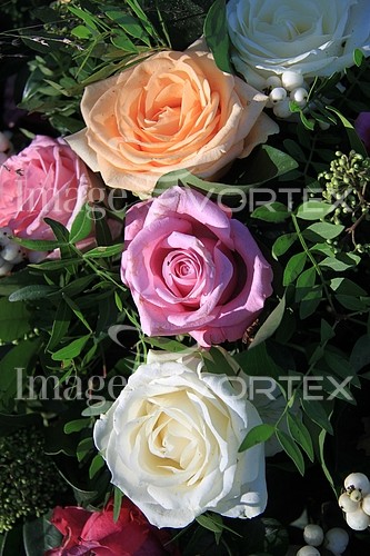 Flower royalty free stock image #356946906