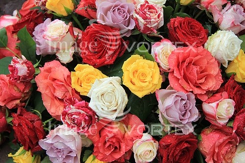 Flower royalty free stock image #356465366