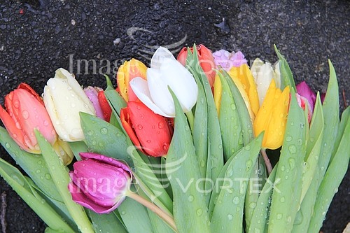 Flower royalty free stock image #356523849