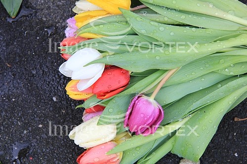 Flower royalty free stock image #356539755