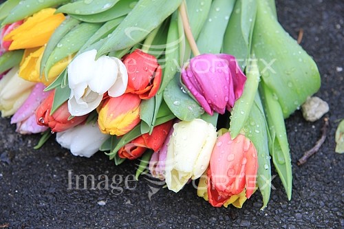 Flower royalty free stock image #356554404