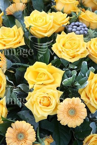Flower royalty free stock image #357626430
