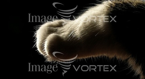 Pet / cat / dog royalty free stock image #358726172