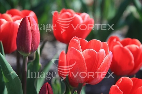 Flower royalty free stock image #358125887