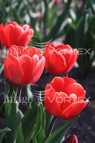Flower royalty free stock image #358136668