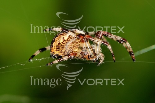 Insect / spider royalty free stock image #358537929