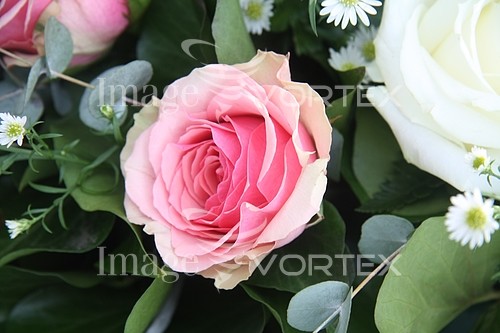 Flower royalty free stock image #359038679