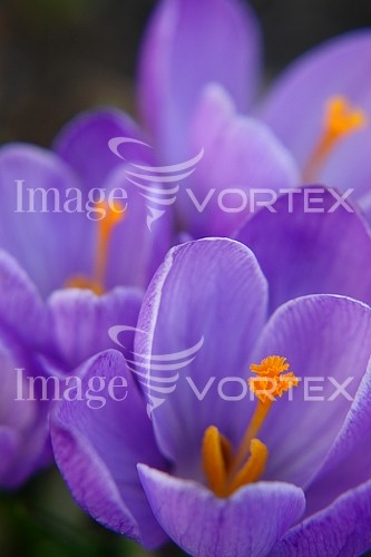 Flower royalty free stock image #362678203