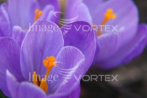 Flower royalty free stock image #362680479