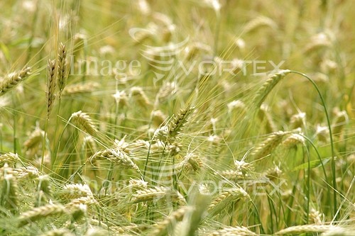 Industry / agriculture royalty free stock image #364293520