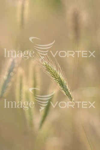 Industry / agriculture royalty free stock image #364476697