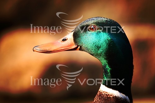 Animal / wildlife royalty free stock image #364547246