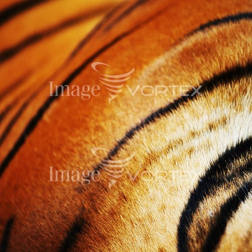 Animal / wildlife royalty free stock image #364785143