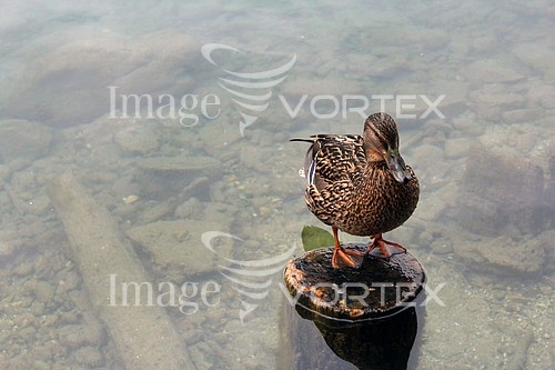 Bird royalty free stock image #367012142