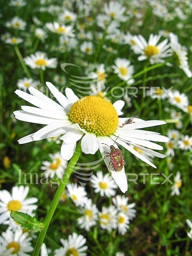 Flower royalty free stock image #368178758