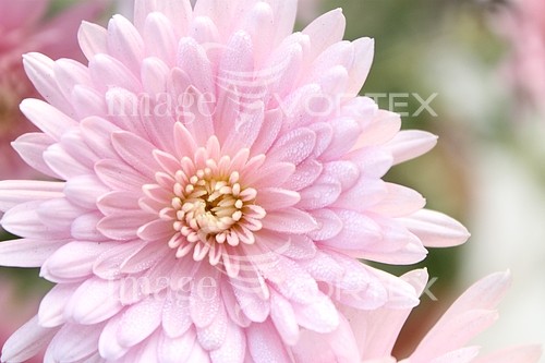 Flower royalty free stock image #368181559