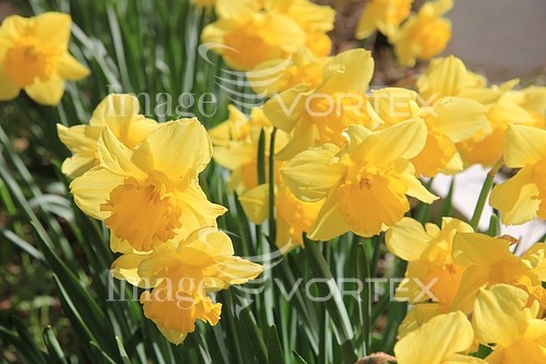Flower royalty free stock image #368253380