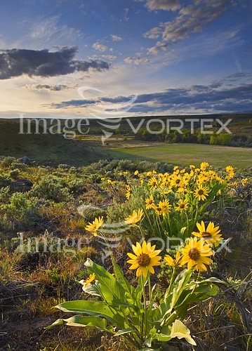 Nature / landscape royalty free stock image #368879181