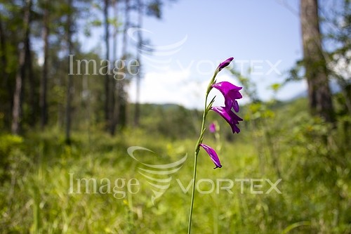 Nature / landscape royalty free stock image #368156150