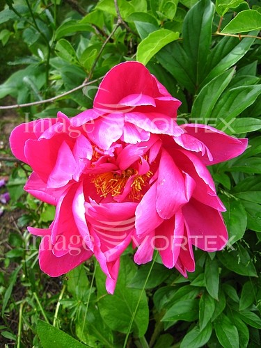 Flower royalty free stock image #368224359