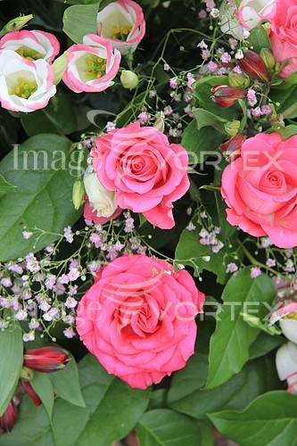 Flower royalty free stock image #368622909