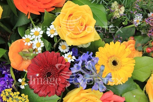 Flower royalty free stock image #368738904