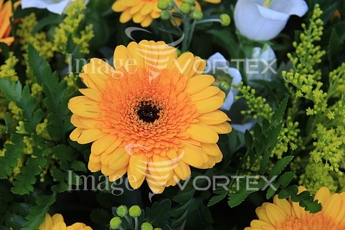 Flower royalty free stock image #368973281