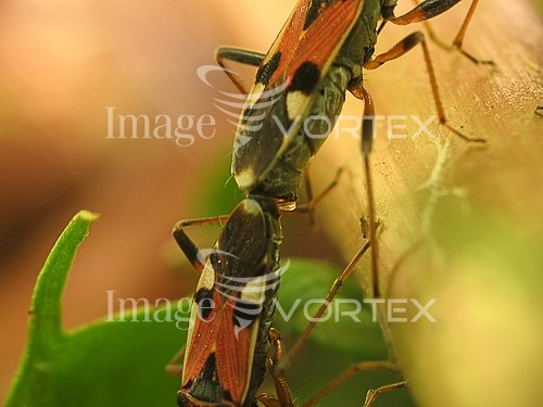 Insect / spider royalty free stock image #369089919