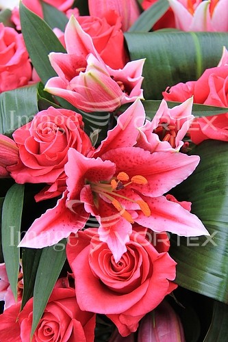 Flower royalty free stock image #369228106