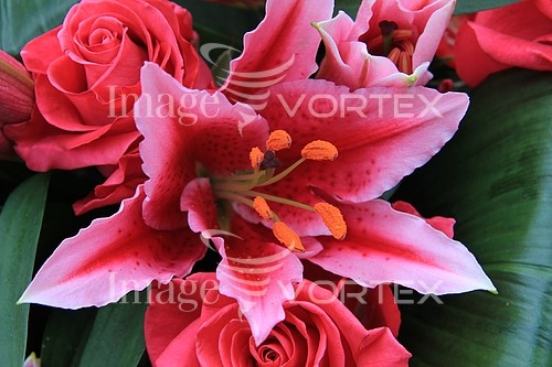 Flower royalty free stock image #369231747