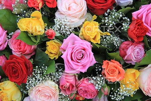 Flower royalty free stock image #369400776