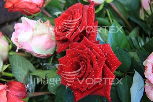 Flower royalty free stock image #369118525