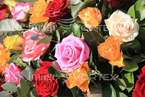 Flower royalty free stock image #369549997