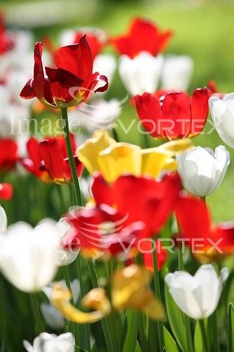 Flower royalty free stock image #369985565